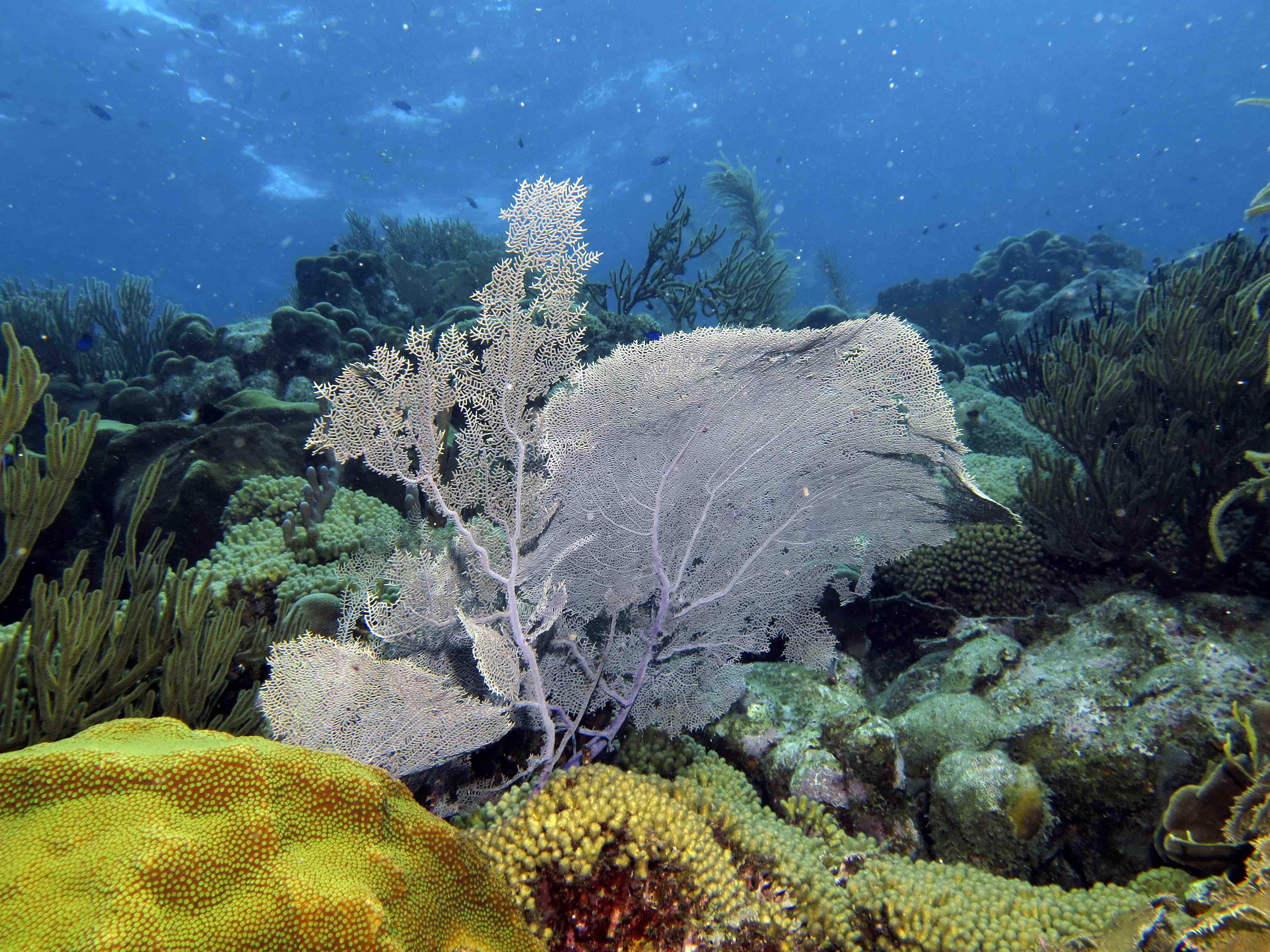 Bonaire Coral Reefs