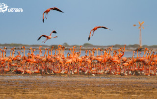 flamingo nesting area