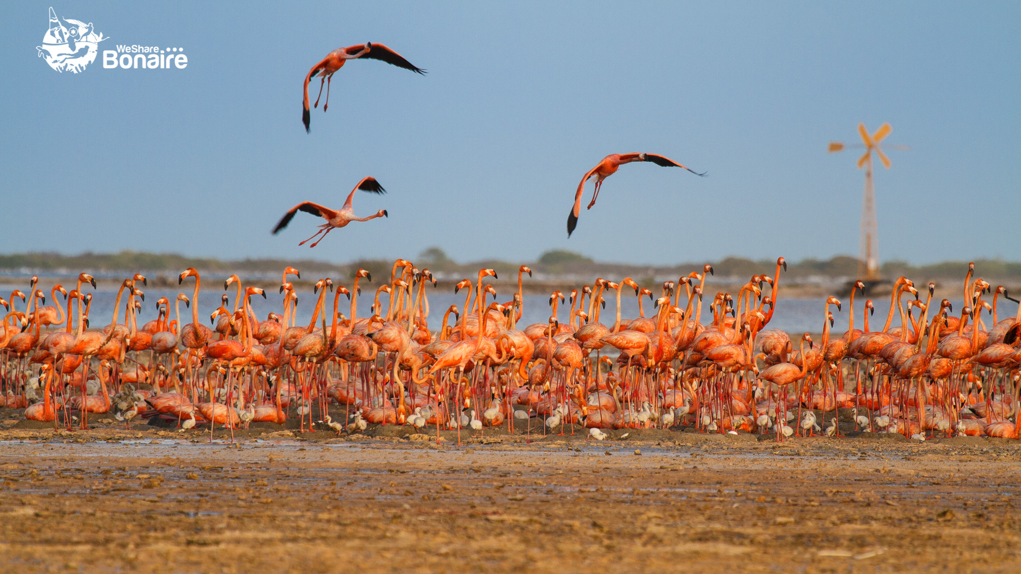 flamingo nesting area