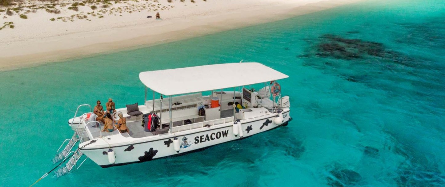 Snorkel Tour Bonaire Double Dip Seacow
