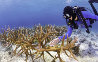 Reef Renewal Dive in Bonaire
