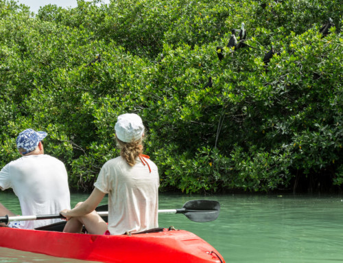 Bonaire Mangrove Clear Bottom Kayak