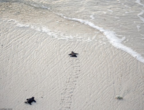 Sea Turtles in Bonaire