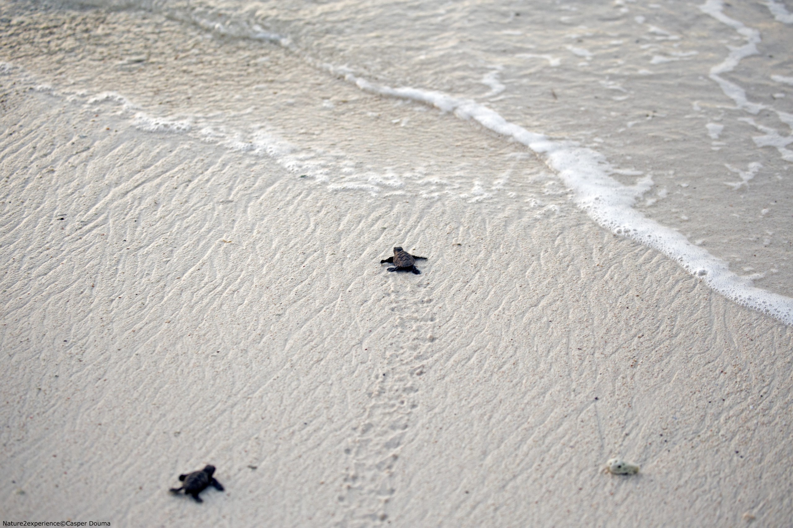 Sea Turtles in Bonaire