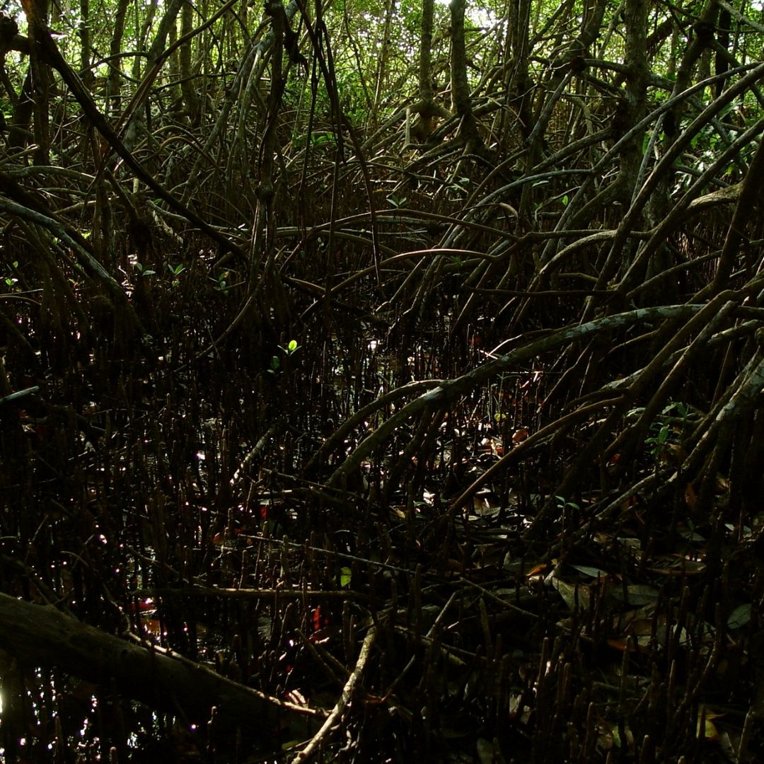 Black Mangroves